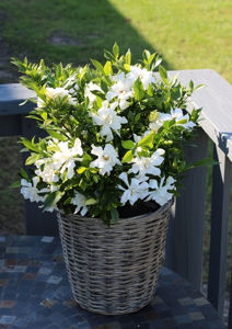 Bild von Gardenia